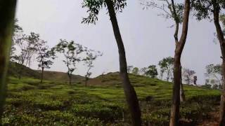 Nature of Madhabpur Tea Garden- মাধবপুর চা বাগানের অপরুপ সৌন্দর্য