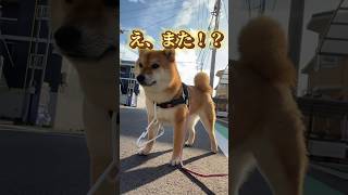 アレと散歩する犬#shorts #柴犬 #豆柴