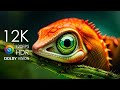 Color Burst 8K 2024 (240FPS) UHD with DOLBY VISION Relaxation Music and Mindfulness Felling