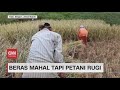 Beras Mahal, Konsumen Dan Petani Meronta