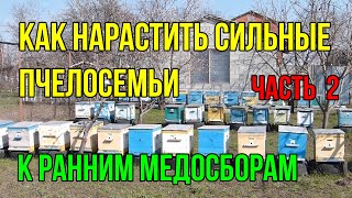 Как стимулировать наращивание сильных пчелосемей ранней весной к медосборам с рапса и  белой акации