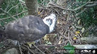 20210707 鷹爸5分鐘送兩餐 ⏰15:29 大安鳳頭蒼鷹