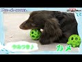 【pr商品紹介】🐶ドギーマン　アミーバーアニマル