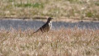 【新浦安の野鳥】タヒバリ Water Pipit（Ｈ29.1.6）