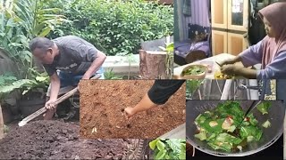 Membuat kebun mini, menabur bibit kangkung, lanjut masak oseng2 sawi pokcoy