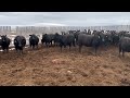 bred heifers for sale woodlands ranching saskatchewan 2022 2023 call 306 531 5001