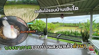 รีวิวบรรยากาศรอบบ้านหลังดำนา รอต้นไม้เติบโต