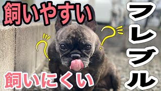 【元保護犬フレブル】…飼いやすい？飼いにくい？…フレンチブルドッグとの生活で見えてきた…飼い主のホンネ！！