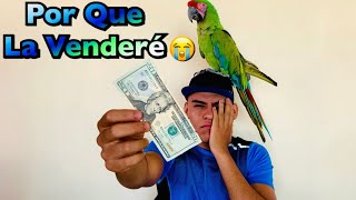 Guacamaya La voy a Vender !! | Alan Stom