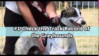 Greyhound Tipping Clues for a Sure Win
