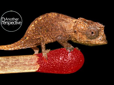 Are there chameleons that stay small?