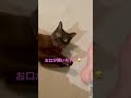 【遊びに夢中でお口が開いちゃう猫】トンキニーズのrocketくんと猫じゃらし shorts cat かわいい猫 tonkinese ねこのいる生活