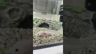 【ぼんやり】ボーっとタイム発動中 #アクアリウム #飼育 #aquarium #axolotl #ペット #ウーパールーパー #飼育員