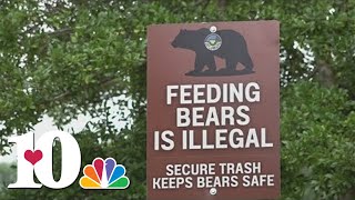 TWRA: 6 cases of human-bear contact so far in 2024, an increase from 2 cases over as many years