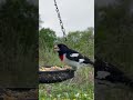 rose breasted grosbeak closeup