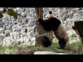 20241101 le le u0026 qing zai play fighting in the morning 叻叻和青仔rua架 @dujiangyan giant panda garden