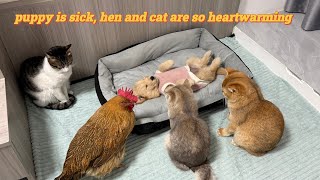 The abandoned golden retriever puppy was sick, so the hen called all the cats to comfort the puppy!