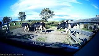 Hurrying on Welsh country lanes is fruitless! Denbighshire Wales UK