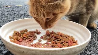 野良猫動画 真夏の午前中に茶トラ猫がカリカリとウェットフードを食べる