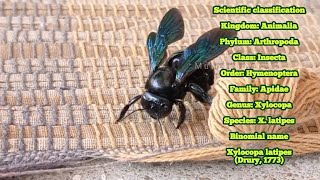 Xylocopa Latipes | The Tropical Carpenter Bee