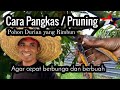 Cara Pangkas / Pruning Dahan Pohon Durian Rimbun agar cepat berbunga dan berbuah. Pasca Tanaman