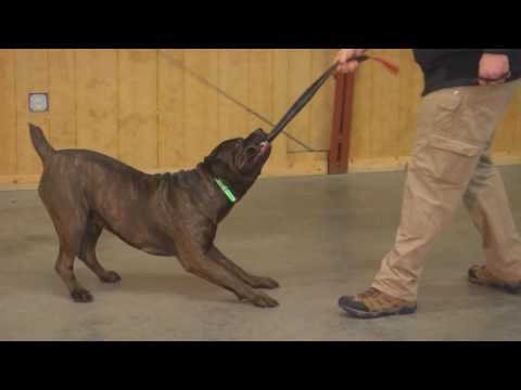 Protection Dog Training Other Breeds Protection Dog Training Other Breeds