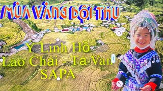 A TÁO TV | Ý Linh Hồ, Lao Chải, Tả Van, SaPa mùa lúa chín | SaPa VietNam in the ripe rice seasom