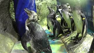 フンボルトペンギンお食事タイム【浅虫水族館公式】