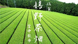 【佐賀県】嬉野の茶畑、佐賀の茶畑空中散歩の癒し DJI air2s