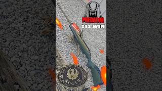 Introducing the Ruger American Predator Gen II 243 Win Rifle