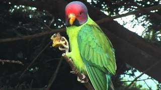 Blossom-headed Parakeet