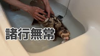 達観のお風呂【フェレット】