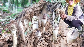 🍄เก็บเห็ด!!นานๆสาวรุ่งได้ขุดเห็ดโคนหลวงดีใจขนาดดอกกำลังสวยดอกรุ่นนี้เอาไปทำส้มตำอร่อยมาก🍄29/10/2565🍄