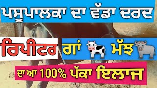 ਪਸੂਪਾਲਕਾ ਦਾ ਵੱਡਾ ਦਰਦ|repeat breeding cow|100%ਪੱਕਾ ਇਲਾਜ|@DDRAMAWATANIMALGURUJI @sadakisan