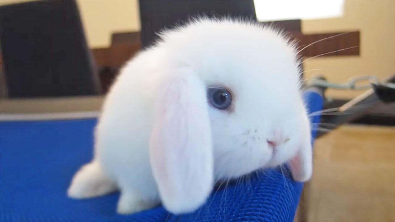 Baby Bunny Just Being Cute Youtube