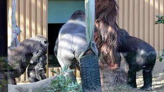 The Momotaro family evacuated indoors. The scene afterwards　Japan Kyoto Gorilla Family