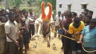 bodi reddyar bull   (kilvilachur) 2018