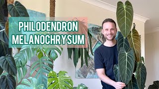 Philodendron melanochrysum - Plant Spotlight & Care Tips