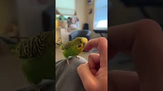 Hyperactive budgie talks to the finger￼