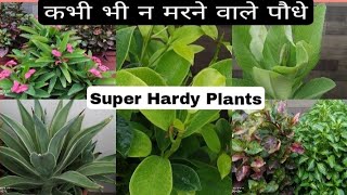 Maintenance free plants/best hardy permanent plants/best plants for beginners