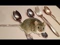 NEW! - How to keep mice OUT of your house or apartment for good - Natural Way NEW! - How to keep mice OUT of your house or apartment for good - Natural Way
