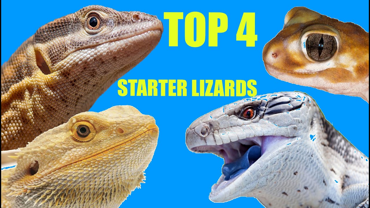 Top 4 Best Beginner Lizards - YouTube