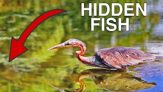 Purple Heron Impales Fish Through Eye Before Struggling to Swallow it