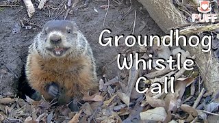 Groundhog whistle call  #Documentary #Woodchuck #MatingCall #土拨鼠叫声