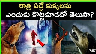 కుక్కలు ఏడుస్తున్నప్పుడు ఈ తప్పు చేయకండి? Don't Make This Mistake When Dogs Are Crying?