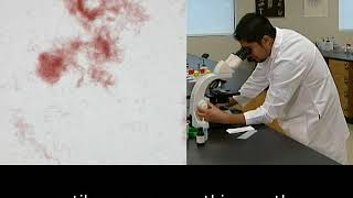 How to use and care for the microscope