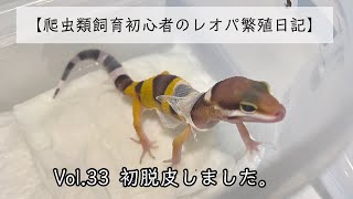 【爬虫類飼育初心者のレオパ繁殖日記】Vol.33 初脱皮しました。