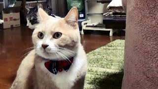 カメラを無視する猫だいず＆背を向ける猫こむぎ