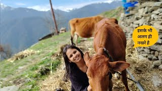 मजेदार गाय का डांस || funny cow dance || Aaj to esn hmari wat Laga Di 😅 #cow