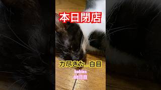 【猫動画】仔猫生後88日目　遊び疲れて力尽きた子猫。ウメちゃんどこで寝てるの？